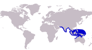 Carangoides talamparoides distribution.PNG