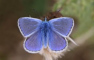 Common blue butterfly (Polyommatus icarus) male 3.JPG