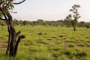 Comoe Savannah 2
