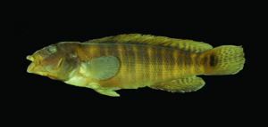 Crenicichla jupiaensis (3678467).png