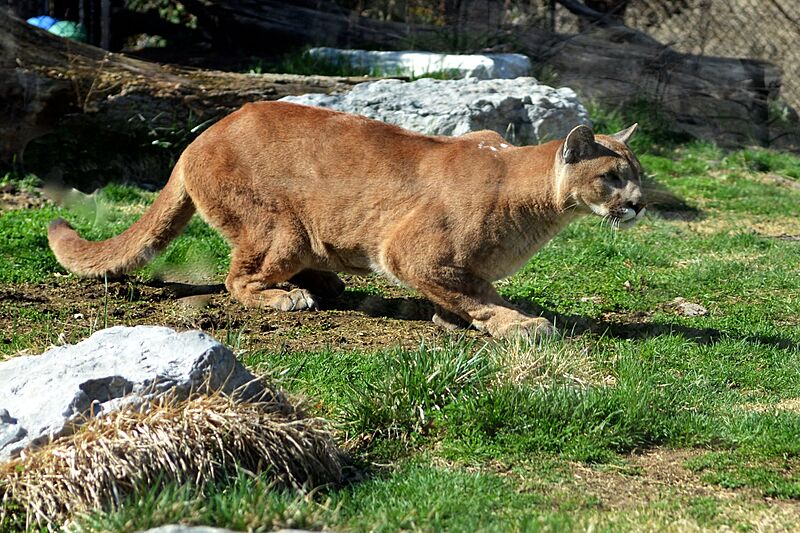 Crouching Puma (13728011803)