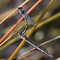Cup Ringtail, Austrolestes psyche, mating pair