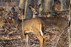 Deer (5917415664)