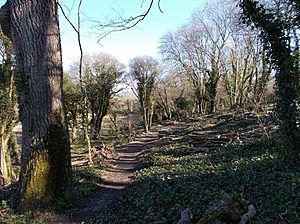Eaglehead Copse, Isle of Wight, UK.jpg