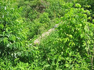 Edge of the Burnett's Creek Arch