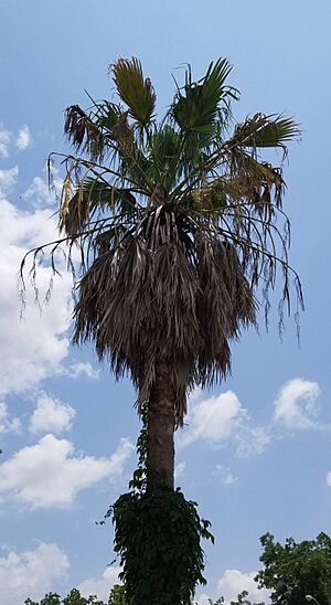 Enterprise Mexican Palm