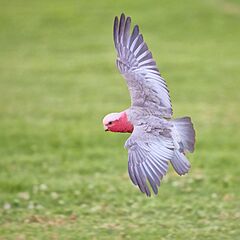Eolophus roseicapilla in flight, Albury NSW