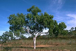Eucalyptus confluens.jpg