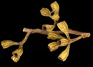 Eucalyptus froggattii fruit