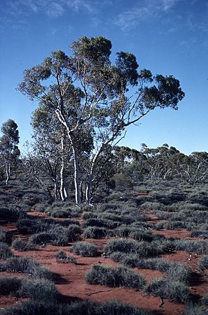 Eucalyptus gongylocarpa.jpg
