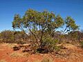 Eucalyptus odontocarpa habit