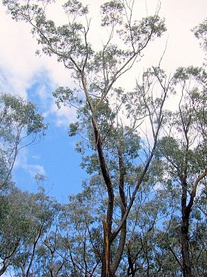 Eucalyptus sieberi Katoomba.jpg