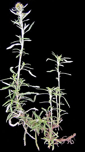 Euchiton involucratus plant3 (8503305322).jpg