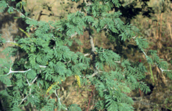 Faidherbia albida branch