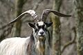 Feral goat