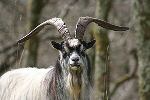 Feral goat