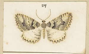 Fig 29 Pl XLVIII The butterflies 1928 (cropped).jpg