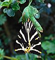 GT Jersey Tiger on hawthorn