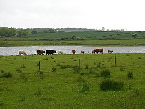 Gadloch Cattle - geograph.org.uk - 441359.jpg