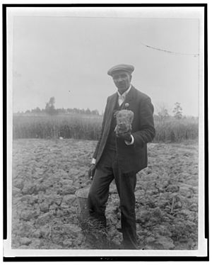 George Washington Carver, full-length portrait, standing in field, probably at Tuskegee, holding piece of soil LCCN95507555