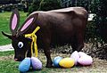 Gladys as a Chocolate Easter Bunny