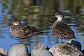 GreyTeal.Pair.OscarThomas