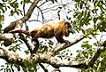 Guyanan red howler 1