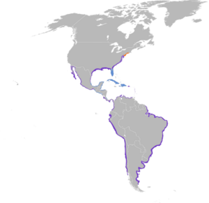 Haematopus palliatus map.svg