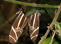 Heliconius-charithonia-paarung
