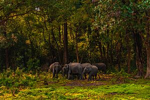 Herd of Elephant in Manas