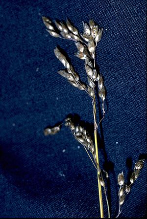 300px Hierochloe Odorata (USDA) 