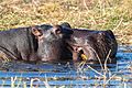 Hipopótamo (Hippopotamus amphibius), parque nacional de Chobe, Botsuana, 2018-07-28, DD 60