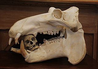 Hippo and human skull at the Dunedin Museum of Natural Mystery (2019) (cropped)