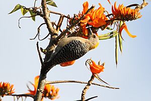 Hoffman's woodpecker (F)