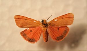 Holomelina aurantiaca.jpg