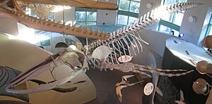 Humpback whale NC