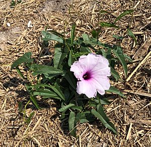 Ipomoea calobra.jpg