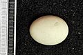 Ixobrychus sinensis MWNH 0906