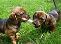 Jamnik Dchshund puppies