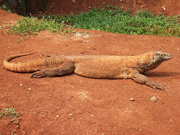 Komodo dragon Varanus komodoensis Ragunan Zoo 2