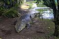 Large Crocodylus porosus
