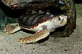 Loggerhead Sea Turtle (Caretta caretta) 2