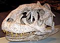 Majungasaurus crenatissimus (2)
