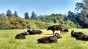 March 23, 2017 - Arana Gulch Black Angus Cows