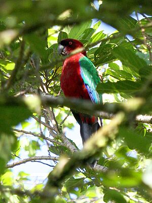 Maroon Shining Parrot, Taveuni, Fiji 08