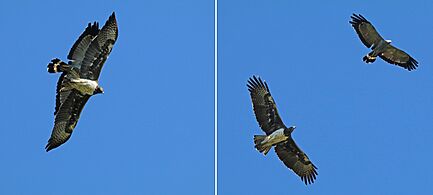 Martial eagle (Polemaetus bellicosus) in flight with African harrier-hawk (Polyboroides typus) composite