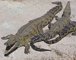 NileCrocodile.jpg