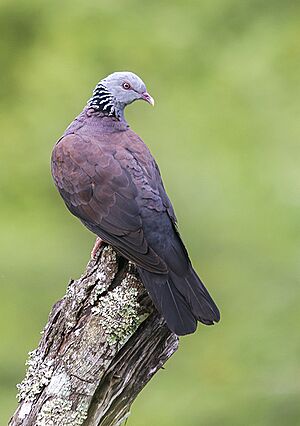 Nilgiri wood pigeon (Columba elphinstonii)