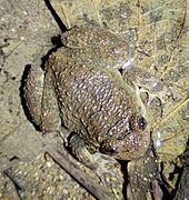 Nyctibatrachus major 241537695