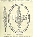 ONL (1887) 1.265 - The Face in the Straw, from Abbot's Anthologia, 1613